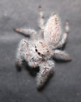Paraphidippus fartilis - the white jumper!