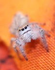 Paraphidippus fartilis - the white jumper!