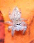 Paraphidippus fartilis - the white jumper!