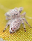 Paraphidippus fartilis - the white jumper!