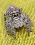 Carolina Jumping Spider - Phidippus carolinensis - females