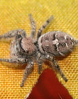 Carolina Jumping Spider - Phidippus carolinensis - females