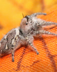 Carolina Jumping Spider - Phidippus carolinensis - females