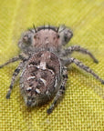 Carolina Jumping Spider - Phidippus carolinensis - females