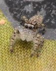Phidippus Mystaceus - High Eye Lashed Jumping Spider - female Juveniles