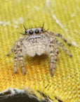 Phidippus Mystaceus - High Eye Lashed Jumping Spider - female Juveniles
