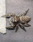 Phidippus Mystaceus - High Eye Lashed Jumping Spider - female Juveniles