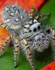 Phidippus Mystaceus - High Eye Lashed Jumping Spider - female Juveniles