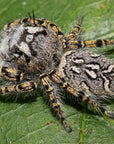 Phidippus Mystaceus - High Eye Lashed Jumping Spider - female Juveniles