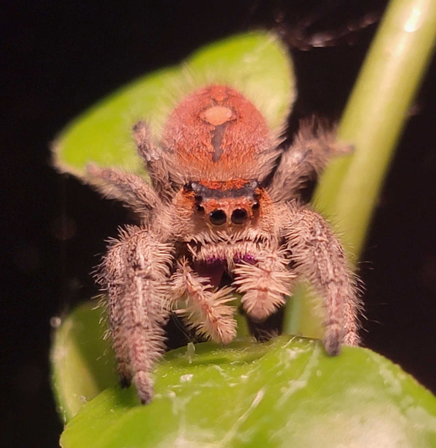 Phidippus Regius Female