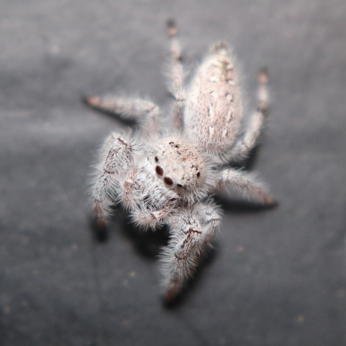 Paraphidippus fartilis - the white jumper!