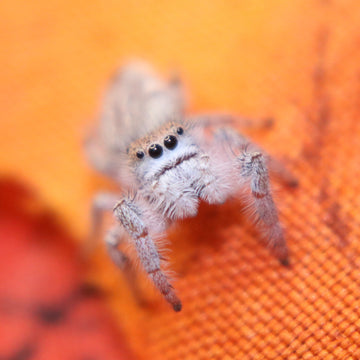 Paraphidippus fartilis - the white jumper!