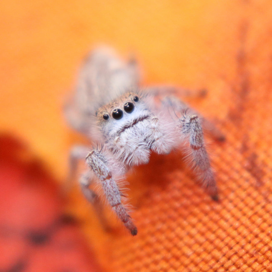 Paraphidippus fartilis - the white jumper!