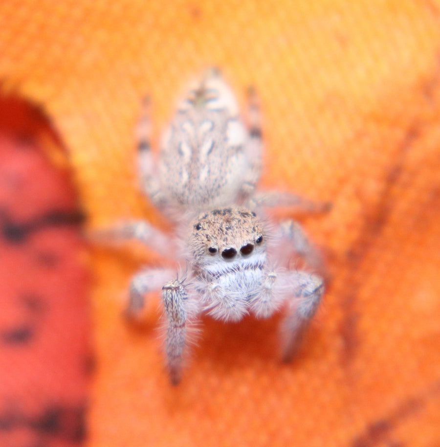 Paraphidippus fartilis - the white jumper!