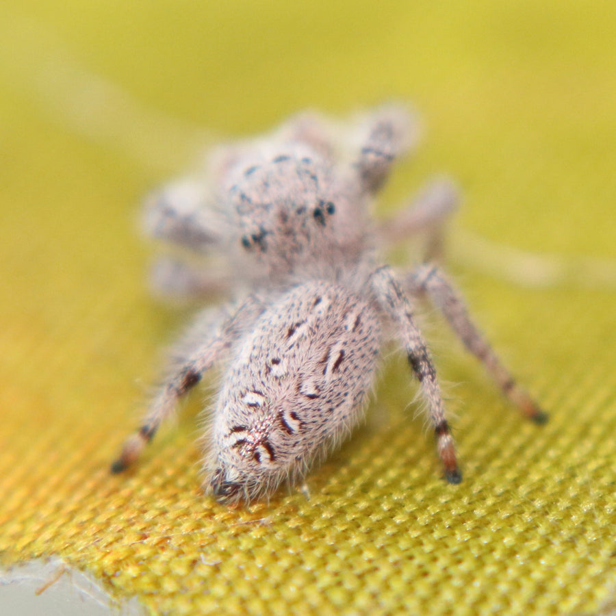 Paraphidippus fartilis - the white jumper!