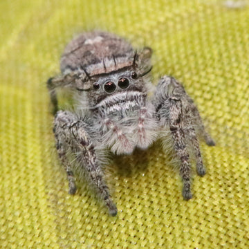 Carolina Jumping Spider - Phidippus carolinensis - females
