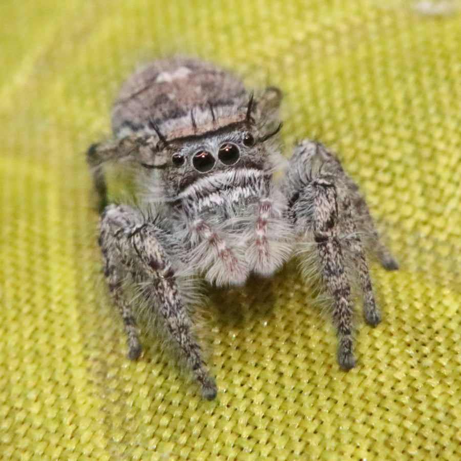 Carolina Jumping Spider - Phidippus carolinensis - females