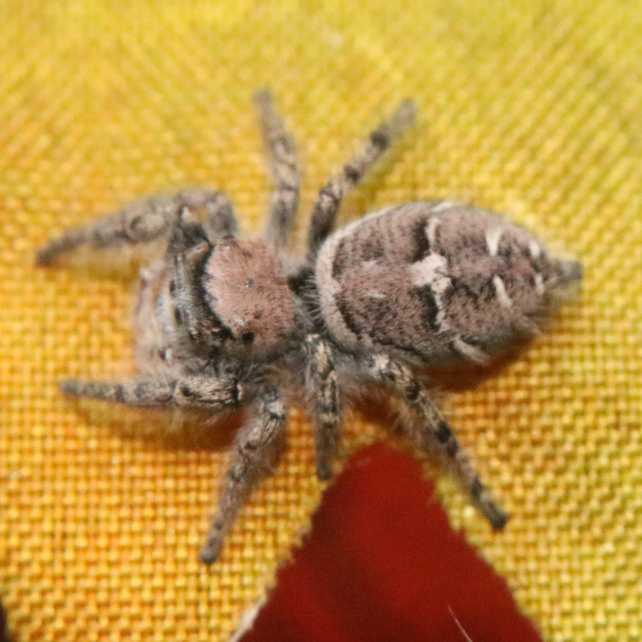 Carolina Jumping Spider - Phidippus carolinensis - females