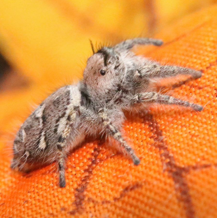 Carolina Jumping Spider - Phidippus carolinensis - females