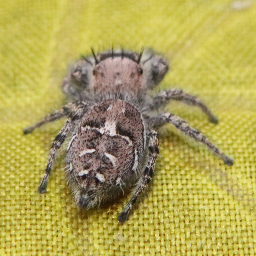 Carolina Jumping Spider - Phidippus carolinensis - females