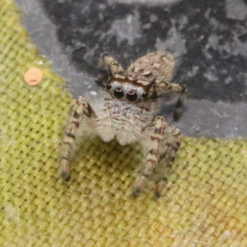 Phidippus Mystaceus - High Eye Lashed Jumping Spider - female Juveniles