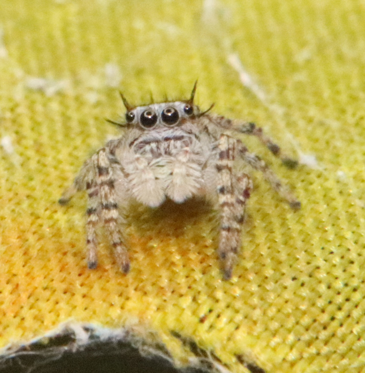 Phidippus Mystaceus - High Eye Lashed Jumping Spider - female Juvenile ...