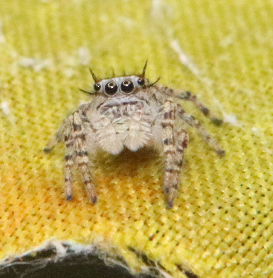 Phidippus Mystaceus - High Eye Lashed Jumping Spider - female Juveniles