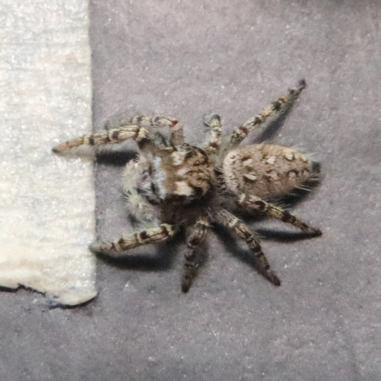 Phidippus Mystaceus - High Eye Lashed Jumping Spider - female Juvenile ...
