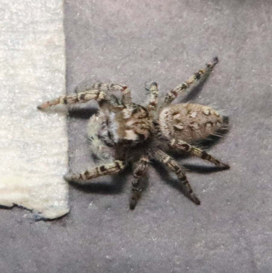 Phidippus Mystaceus - High Eye Lashed Jumping Spider - female Juveniles
