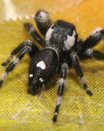 Racing strip male Phidippus regius, rare morph!
