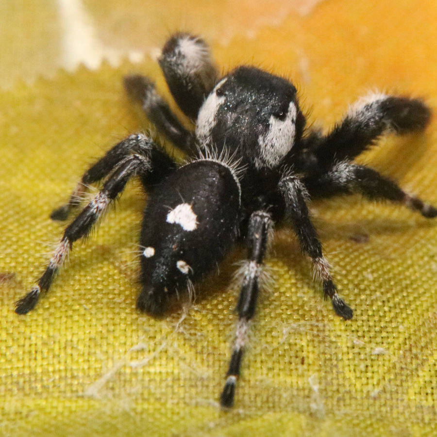 Racing strip male Phidippus regius, rare morph!
