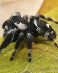 Racing strip male Phidippus regius, rare morph!