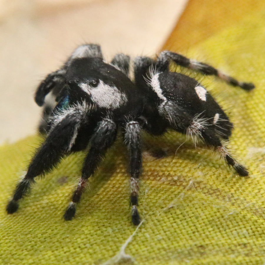 Racing strip male Phidippus regius, rare morph!
