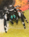 Racing strip male Phidippus regius, rare morph!