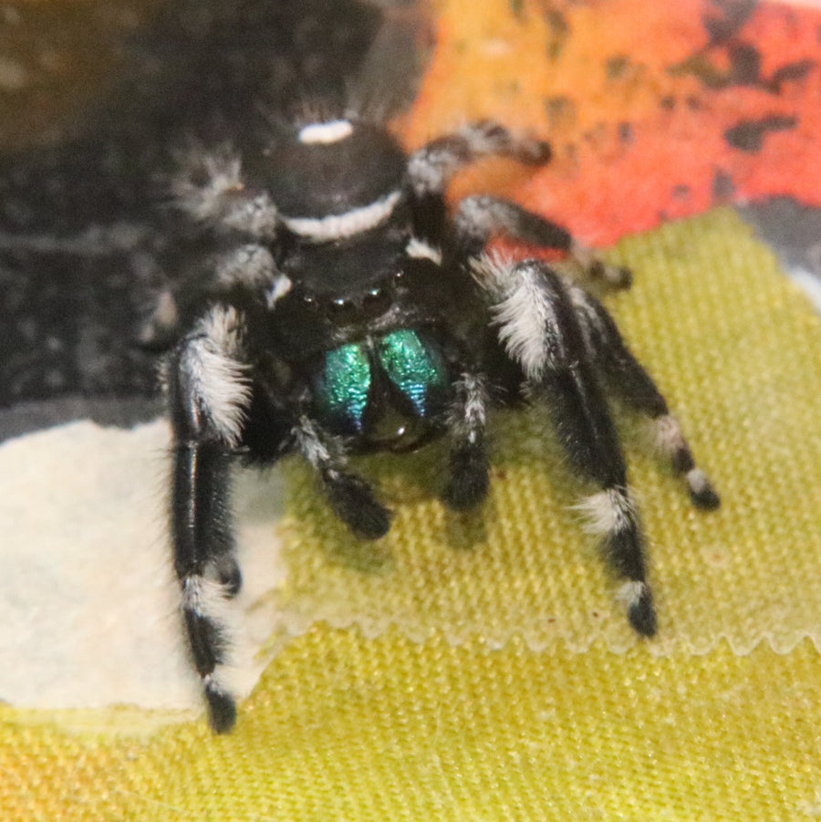 Racing strip male Phidippus regius, rare morph!