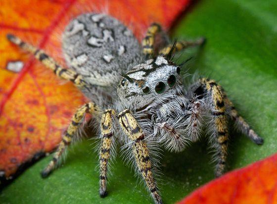 Phidippus Mystaceus - High Eye Lashed Jumping Spider - female Juveniles