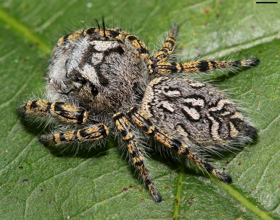 Phidippus Mystaceus - High Eye Lashed Jumping Spider - female Juveniles